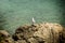 Lonesome seagull