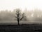 Lonesome tree in misty autumn landscape