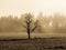 Lonesome tree in misty autumn landscape