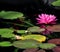 Lonesome Water Lily