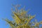 Lonesome yellow ginkgo tree during spring season