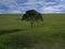 Loney Tree in Green Field