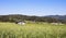 Long agricultural green field in the countryside under the blue sky