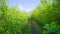 Long aisle stretches between rows of apple trees in orchard