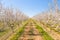 Long alley of almond trees blossom on an almonds plantation