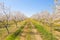 Long alley of almond trees blossom on an almonds plantation