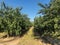 Long alley of almond trees in orchard