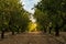 Long alley of almond trees in orchard lit by warm golden sunlight. Selective focus. Copy space.