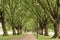 Long alley with a dense pattern of branches