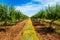 Long alley of green almond trees on an almonds plantation