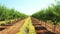 Long alley of green almond trees on an almonds plantation with yellow immortelle