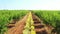 Long alley of green almond trees on an almonds plantation with yellow immortelle