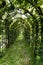 Long arched leafy green arbor in a garden