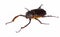 Long armed beetle Propomacrus bimucronatus