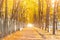 Long avenue with benches along the fence of trees tunnels in the fall autumn.