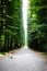 long avenue lined with ground road large linden trees, dog in th