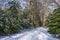 This long avenue of trees is covered with a layer of snow in the De Horsten park in Wassenaar