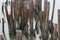 Long bamboo barriers in the sea to slow the erosion of the sea at the surface.