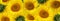 Long banner with sunflowers. Floral background.