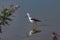 Long Beak White Head Body Feathered Black Tail and Pink Legs Bird Walking In Water At The Nairobi National Park Kenya East African