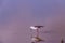 Long Beak White Head Body Feathered Black Tail and Pink Legs Bird Walking In Water At The Nairobi National Park Kenya East African