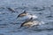 Long-beaked Common Dolphins