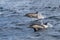 Long-beaked Common Dolphins jumping out of the water