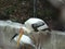 long beaked crane, swimming inside a zoo