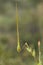 Long-Beaked Storksbill (Erodium botrys)