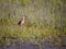 Long beaked whimbrel walks through tall marsh grasses