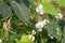 Long bean flowers whit sunlight in the garden. Purple flowers