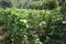 Long bean plant in the field. A field planted with long beans in the Babakan Madang area, Bogor, Indonesia