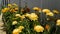 A long bed of yellow flowers near the greenhouse. The foreground is blurred. The middle part of the colors is in focus. Summer