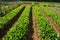 Long beds with green salad