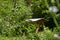 A long bench beehive in the garden.