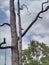 Long and big dead durian fruit tree  at my farm still standing tall its been a year after have been strike by the lightning