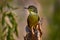 Long-billed bernieria, Bernieria madagascariensis, bird sitting on the tree trunk, forest wildlife. Long-billed bernieria, in the
