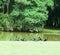 long-billed black birds in flock in the park