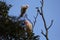 Long-billed Corella