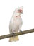 Long-billed Corella - Cacatua tenuirostris