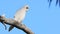 Long-billed Corella, Cacatua tenuirostris, on a branch