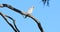 Long-billed Corella, Cacatua tenuirostris, on branch 4K