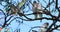 Long-billed Corella, Cacatua tenuirostris, perched 4K