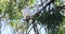Long-billed Corella, Cacatua tenuirostris, resting 4K