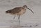 Long-billed Curlew