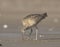 Long-billed Curlew