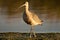 Long Billed Curlew