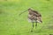 Long-billed curlew