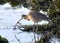 A long-billed curlew catches a small crab