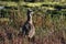 A long-billed curlew, Elkhorn Slough